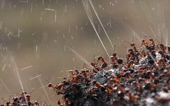 Ants celebrating Songkran