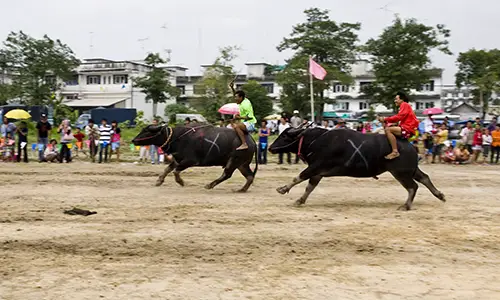 Thailand Buffalo Racing Festival