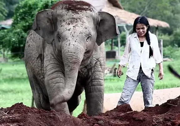 Elephant Nature Park Thailande