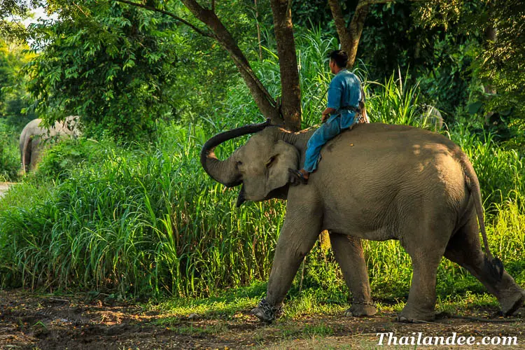 avenir pour les éléphants de Thailande