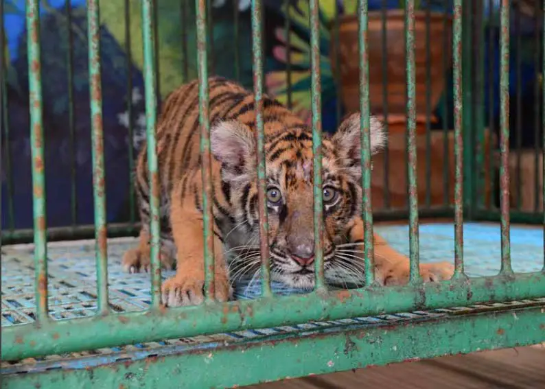 bébé tigre thailande