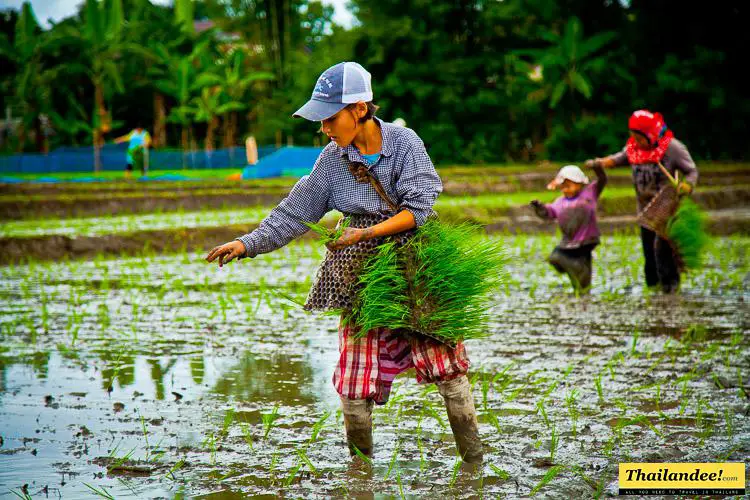 planting rice in Thailand