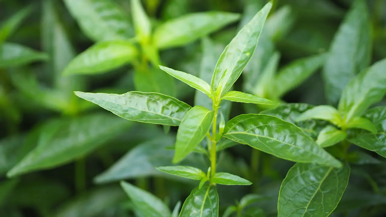 plante miracle remède contre le covid-19