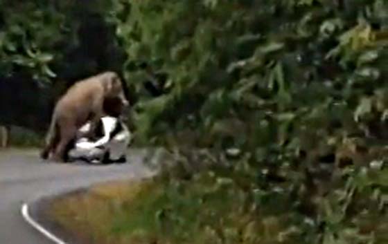 Elephant Toyota Thailande