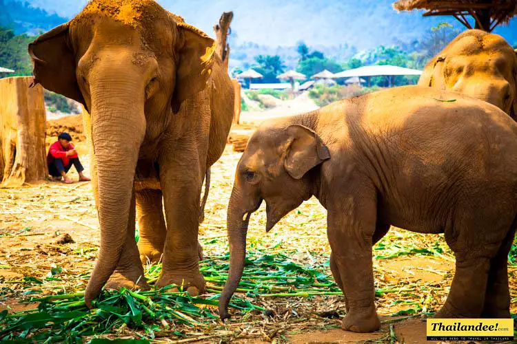 bébé éléphant thailande