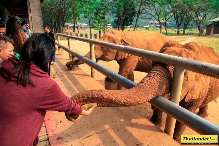 elephant nature park thailande