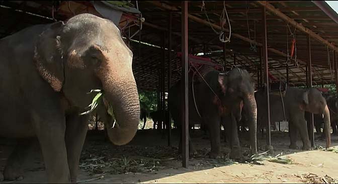 elephants thailande