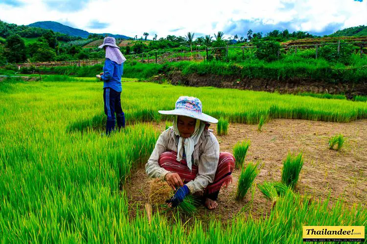 evasion karen chiang mai