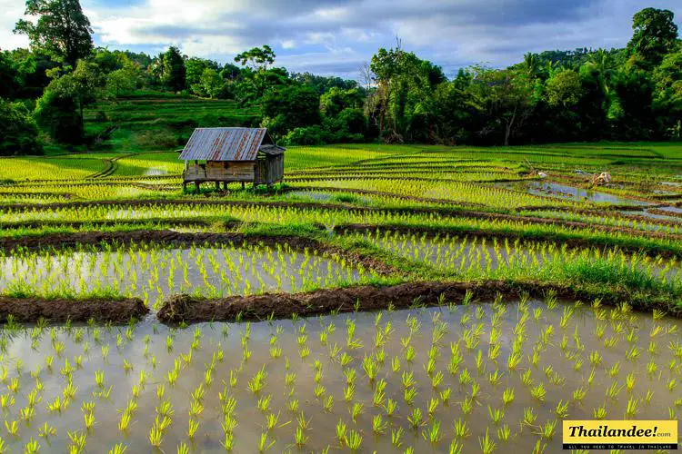 rizières thailande