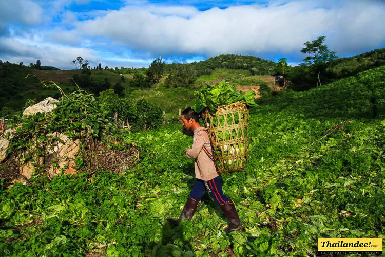 evasion karen chiang mai