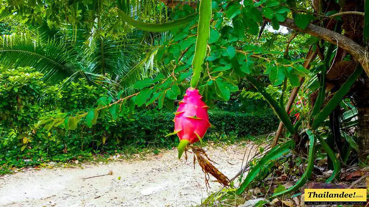 Un fruit du dragon sur les hauteurs de Samui