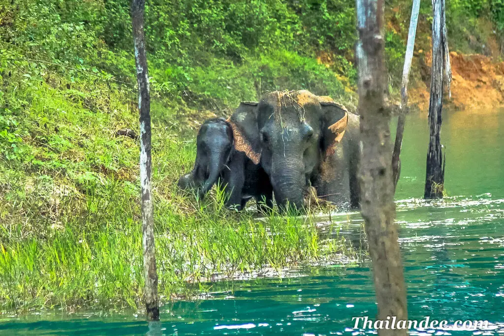 éléphants sauvages khao sok thailande