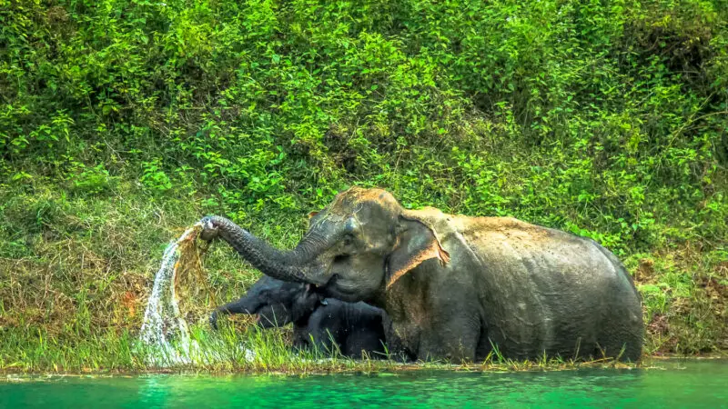 voir les elephants sauvages en thailande