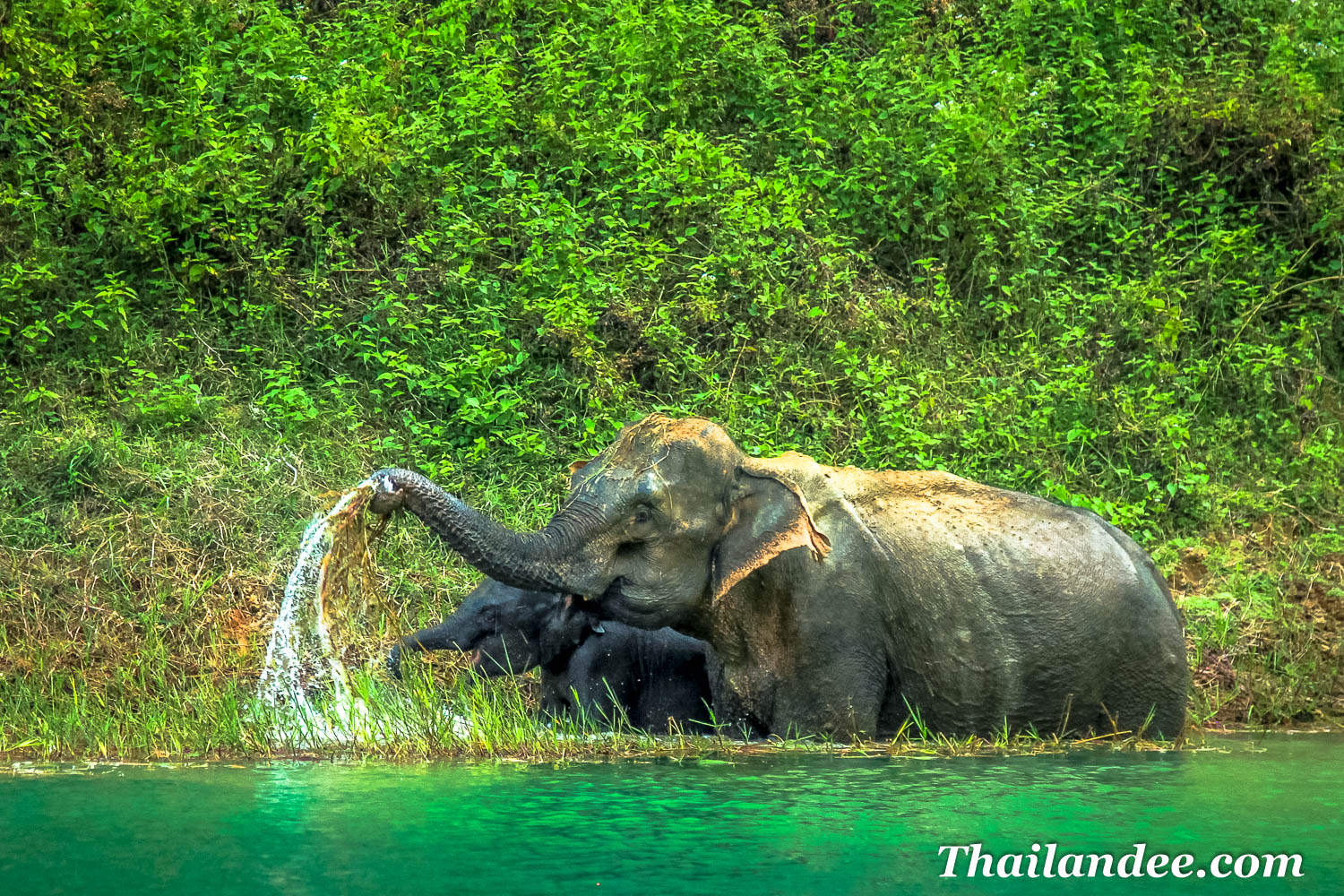 Où voir les éléphants sauvages en Thaïlande ?
