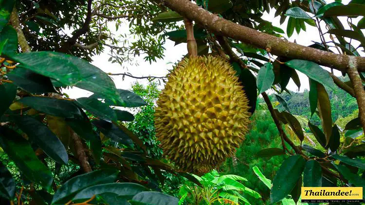 durian fruit