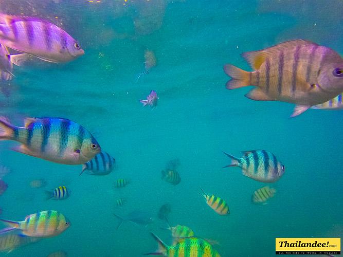 snorkeling koh samui