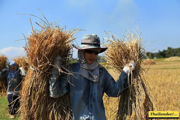 récolte du riz en Thailande