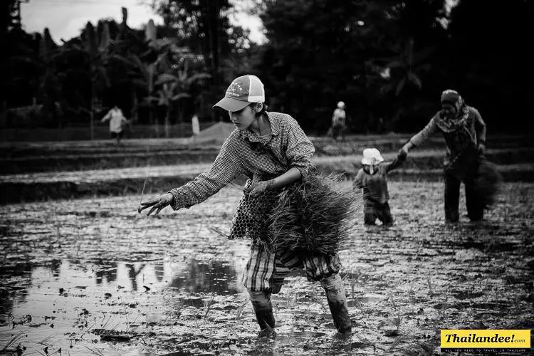 repique du riz thailande