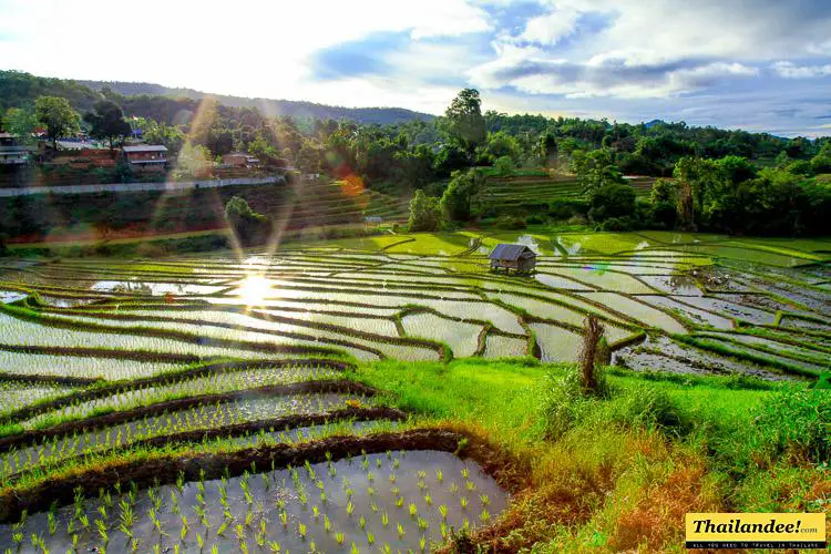 terraced rice fields Thailand