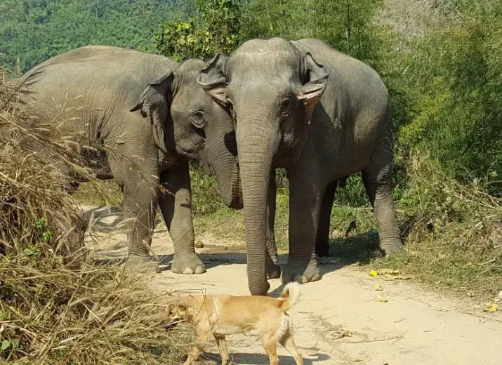 elephant steps chiang rai