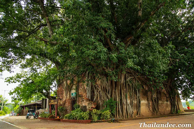 temple dans les racines d'un arbre thailande