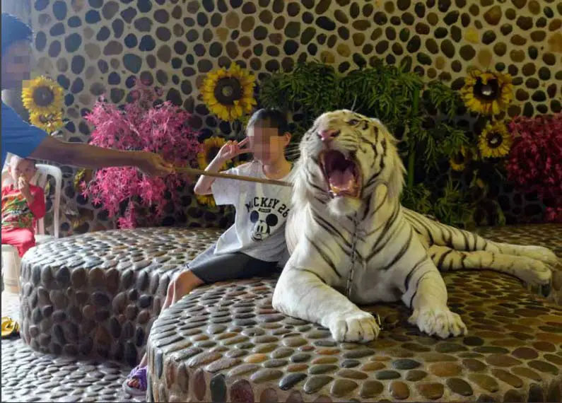 tigres thailande