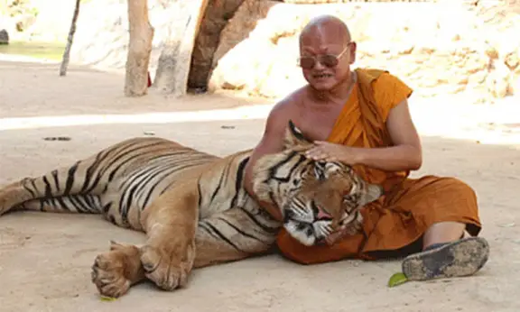 Tiger temple thailand