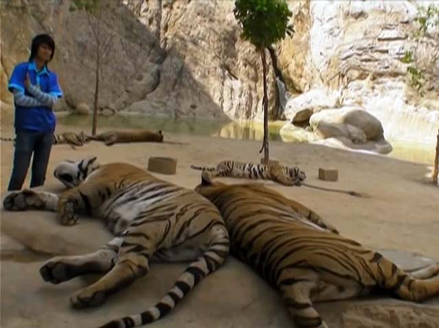 Tiger Temple Thailande