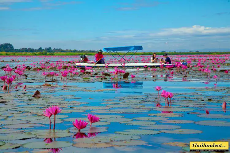 mer de lotus udon thani thailande