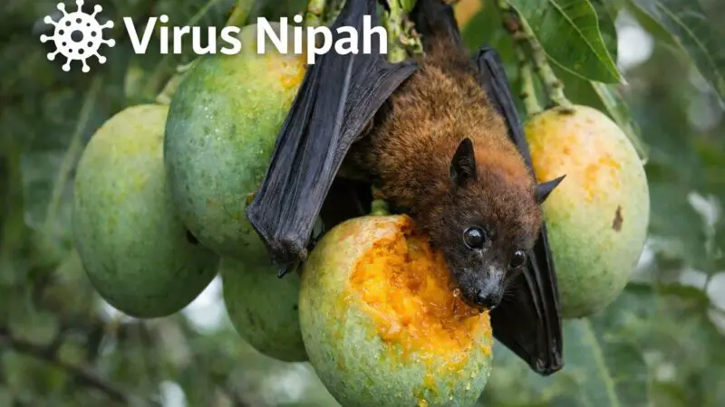 Virus Nipah et voyage en Thaïlande en 2026 : ce qu’il faut savoir