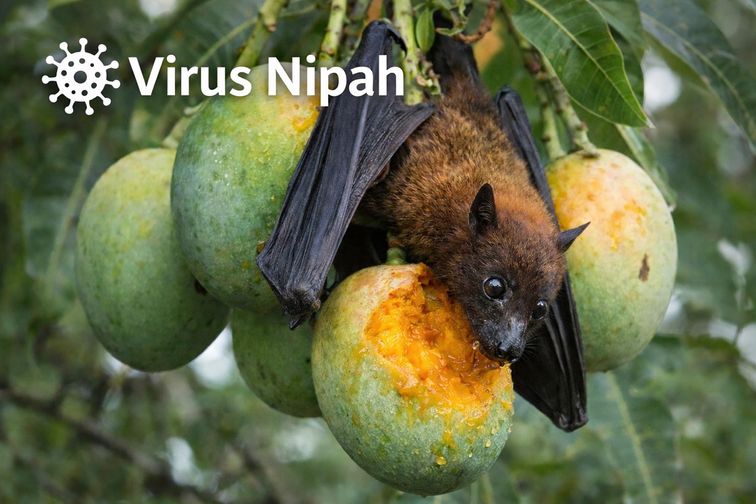 virus nipah et voyage en thaïlande en 2026 : ce qu’il faut savoir