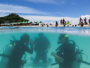 Réservez une excursion de plongée avec tuba et plongée à Koh Tao