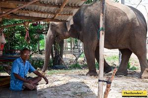 Elephant Surin Project