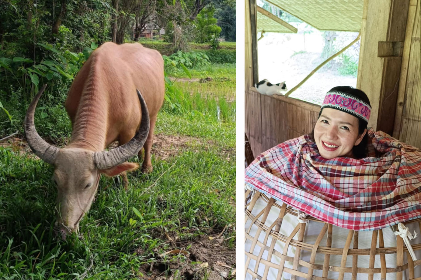 immersive farm stay in the chiang rai countryside