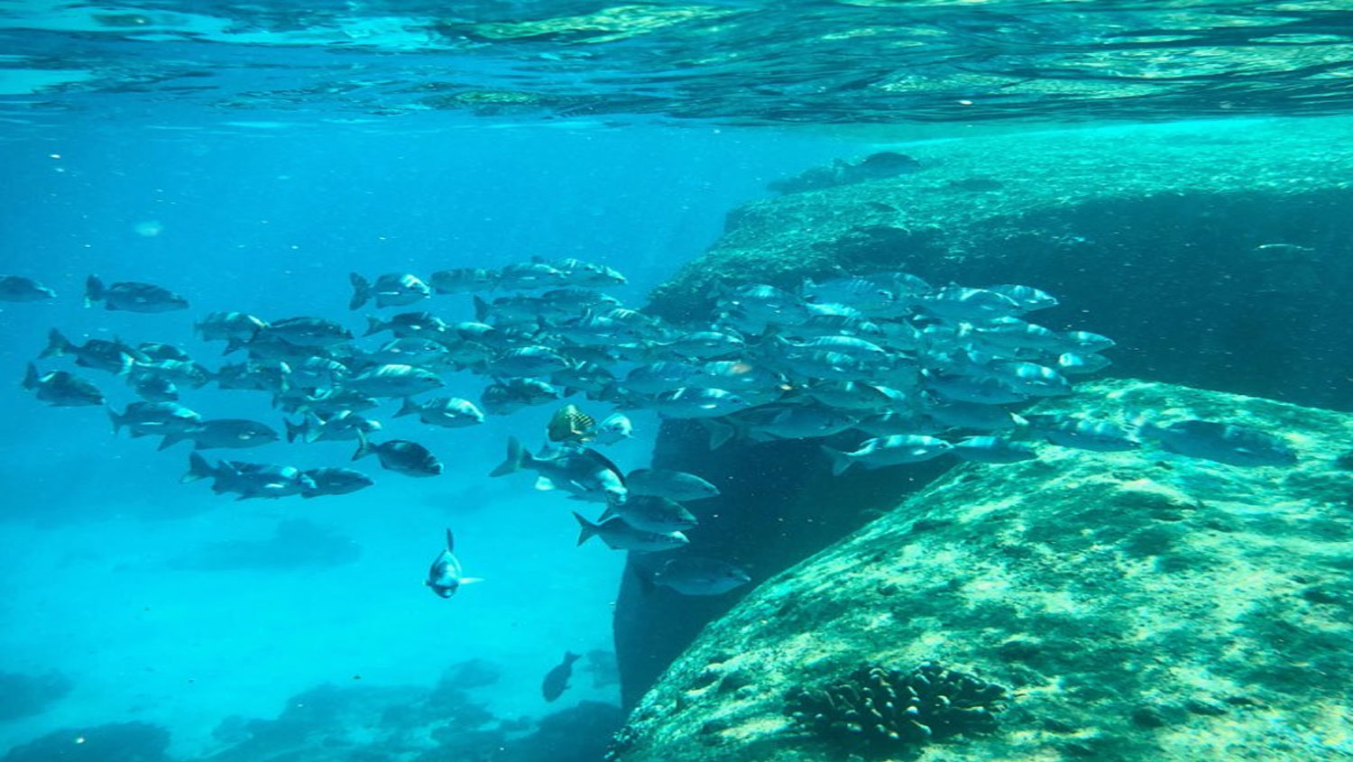 1 day tour to surin islands from khao lak
