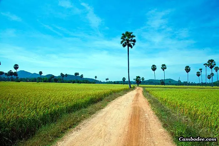 rizières et palmiers à sucre au Cambodge
