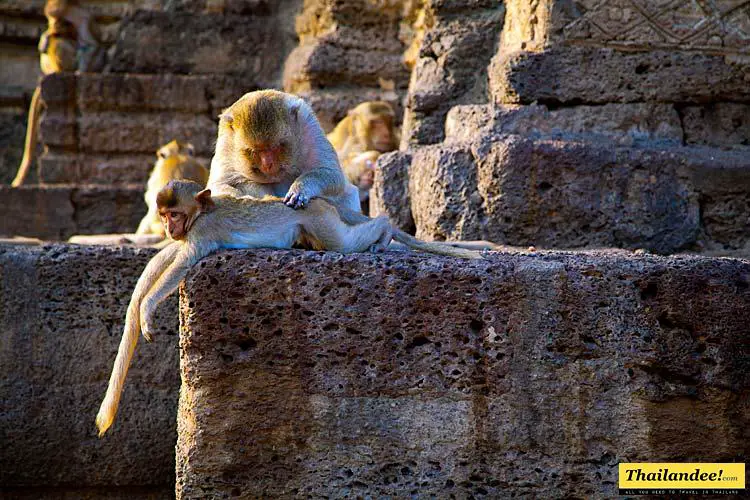 festival du banquet des singes de lopburi