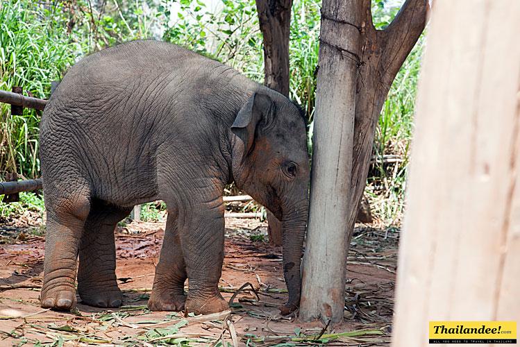 surin elephant round-up and elephant show