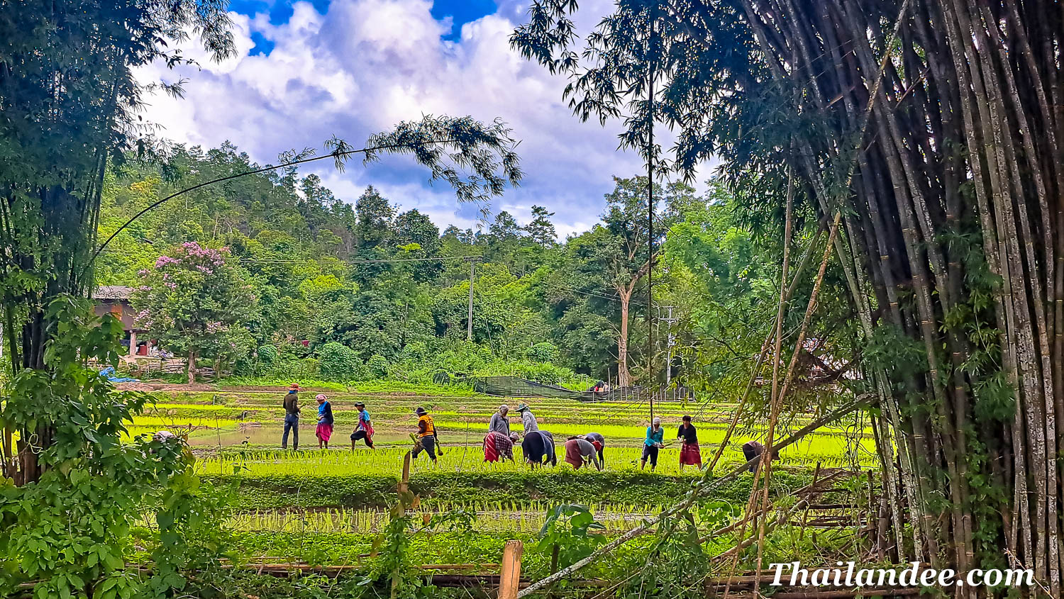 immersion culturelle chez les karen dans les montagnes (no elephant)