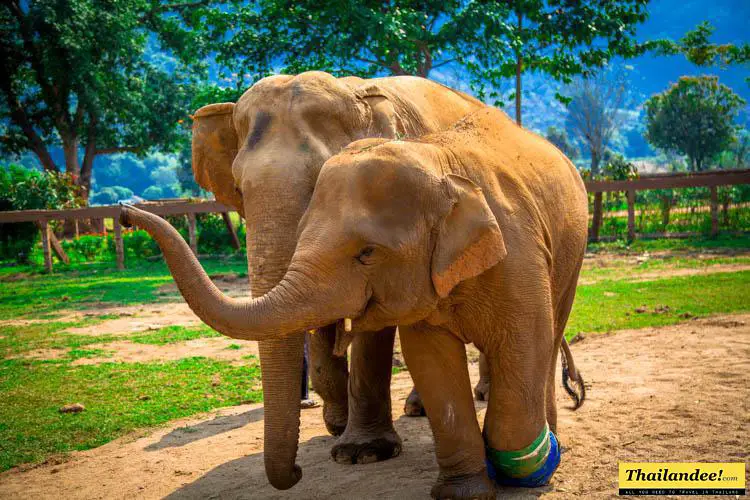 Chiang Mai