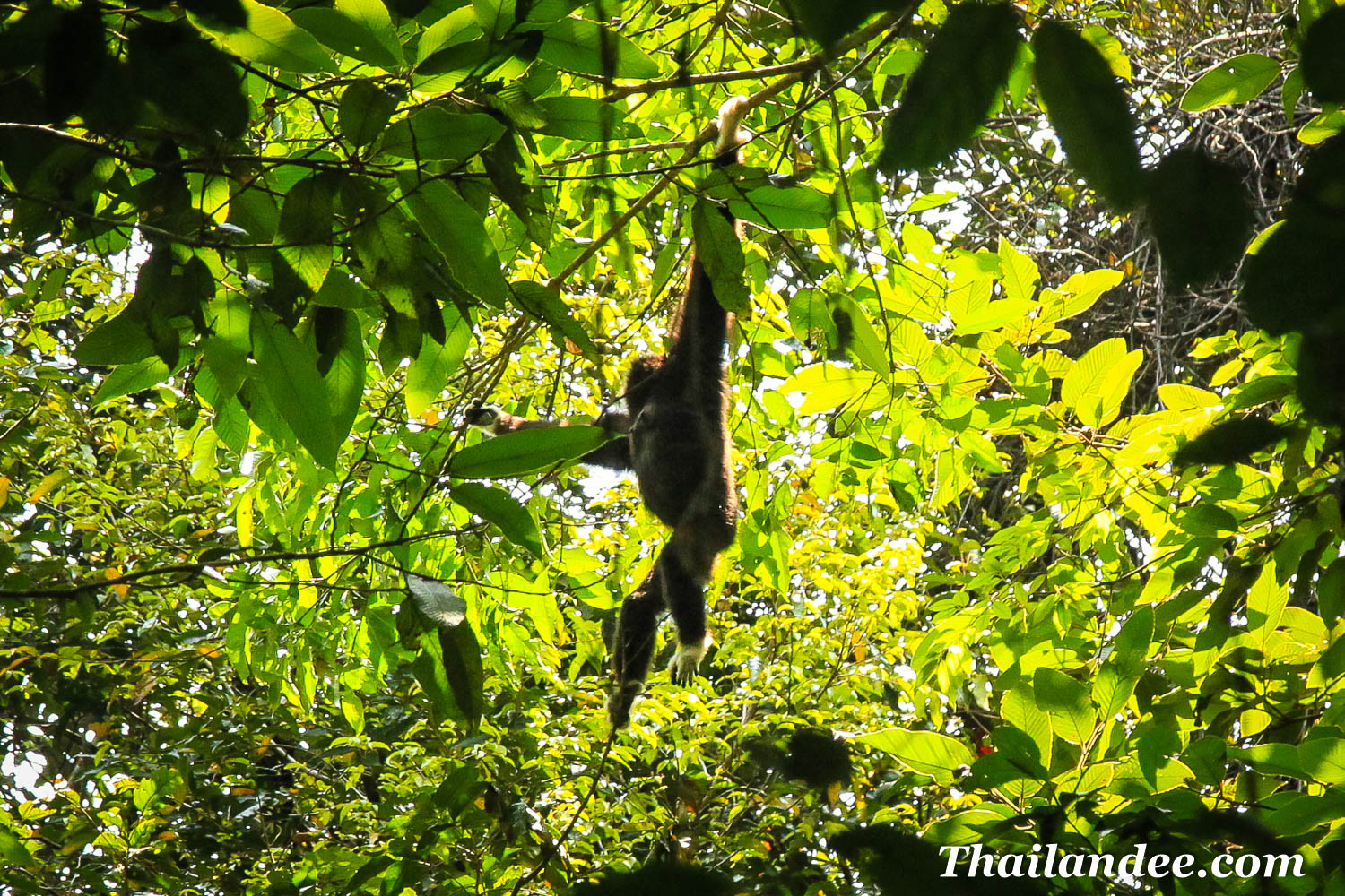 What to do in Khao Yai: tours, activities and festivals