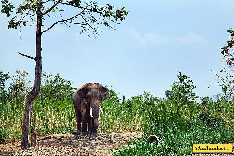 What to to in Surin? Must-see and visit places