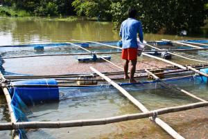 Hot Springs, Seafood and fish farm in Ranong Ranong