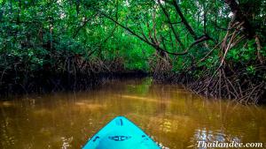 Les mangroves en kayak Khanom