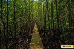 Les mangroves côté terre Khanom