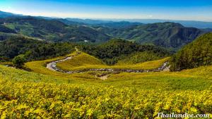 Thung Bua Tong Fields, la montagne aux fleurs jaunes Mae Hong Son