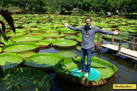 Giant Water lilies pond